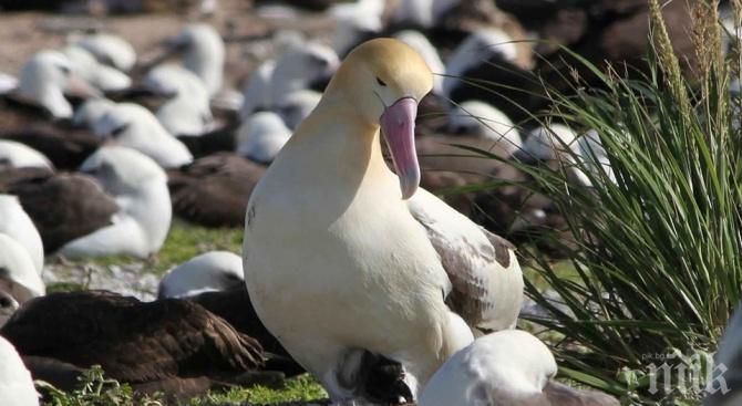 УНИКУМ: Ето коя е най-старата дива птица в света