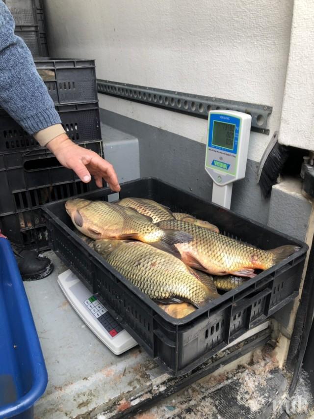 Инспектори конфискуваха над половин тон риба
