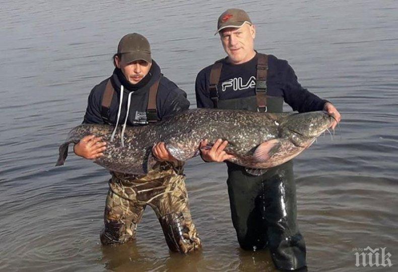 Пловдивчанин откупи 38-килограмов сом и му подари живота