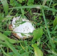 ЗЛОВЕЩО: Изрод трови котки в Айтос (СНИМКА)