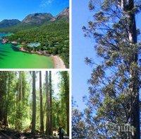 Рекорд: В Тасмания бе открито най-високото дърво в света