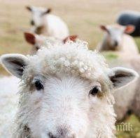 Ку-треска плъзна по овцете във Видинско