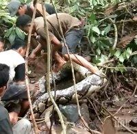 Жители на индонезийско село заловиха 8-метров питон