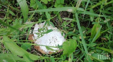 зловещо изрод трови котки айтос снимка