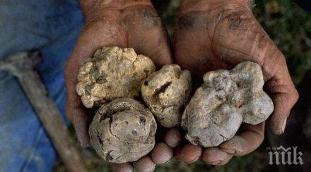 аларма трюфелите европа изчезват