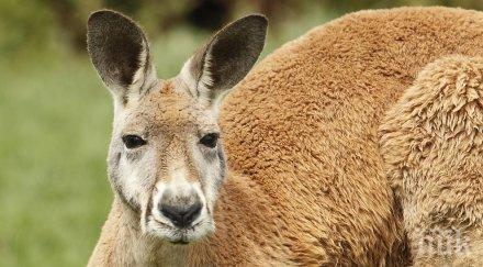 почина кенгуруто боксьор роджър