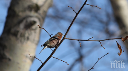 пияни птички напълниха парковете москва