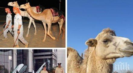 хит полицията абу даби появиха патрули камили