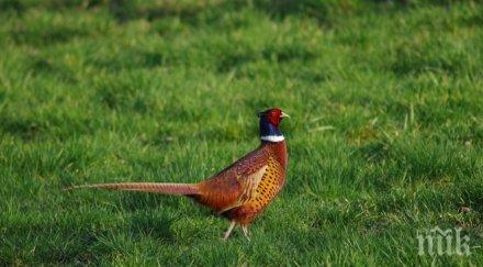 пускат 120 фазана един лесопарковете софия