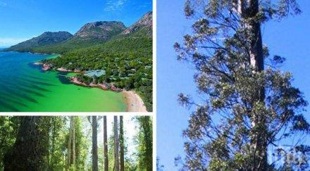 рекорд тасмания открито високото дърво света