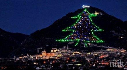 радват голямата елха света снимки