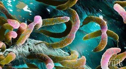 учените изчислиха микробите живеят недрата земята