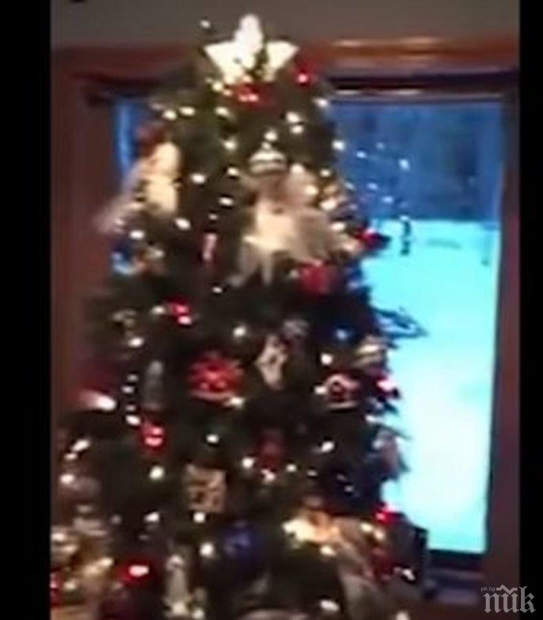 НЕВЕРОЯТНО: Снимаха нещо уникално до коледно дърво (ВИДЕО)