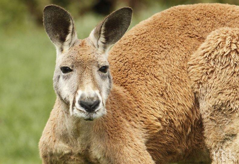 Почина кенгуруто боксьор Роджър