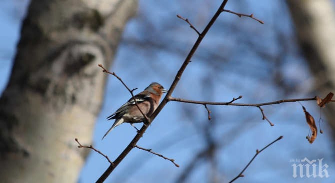 Пияни птички напълниха парковете на Москва
