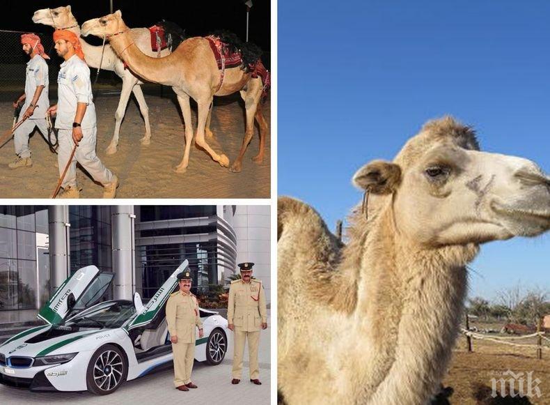 Хит: В полицията на Абу Даби се появиха патрули на ... камили