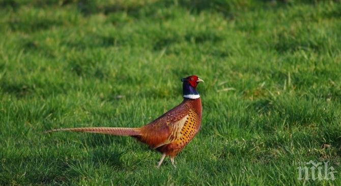 Пускат 120 фазана в един от лесопарковете на София