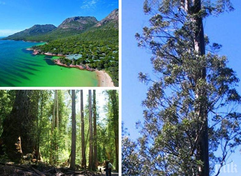 Рекорд: В Тасмания бе открито най-високото дърво в света