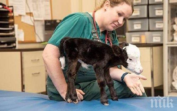 ЧУДО: Роди се теленце с размерите на котка