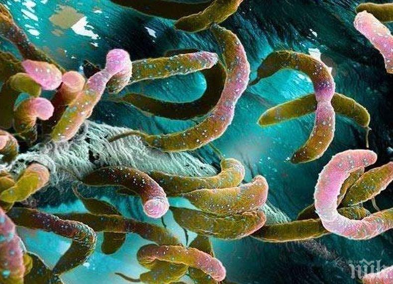 Учените изчислиха: 70% от микробите живеят в недрата на Земята