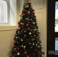 ШОК: С 10 лв. оскъпиха живите коледни дръвчета в Бургас