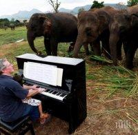 ШАШ: Слонове слушат пиано на живо 