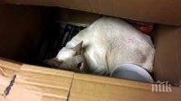 Разсеяна домакиня прати колет, а от вътре изскочи... котка