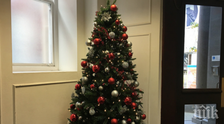 шок оскъпиха живите коледни дръвчета бургас