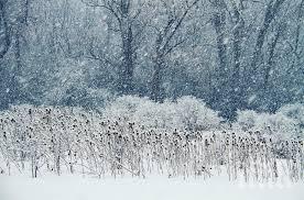 откриха студът удължава живота