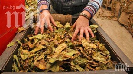 тютюнът реколта 2018 българия изкупен