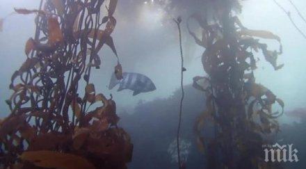 японска риба измина 8000 калифорния