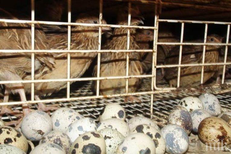 фермер наказан да върне 25 бона европомощ за отглеждане на пъдпъдъци