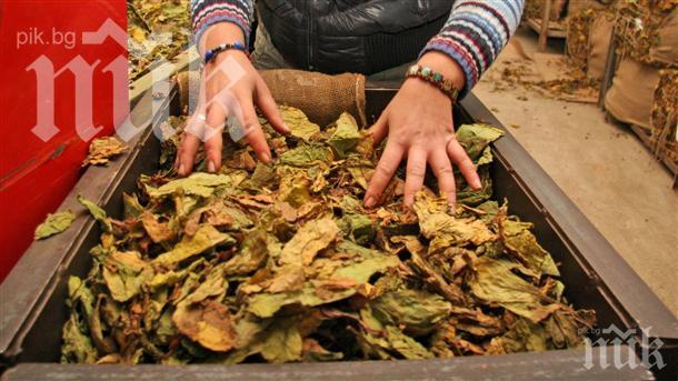 Над 74% от тютюнът реколта 2018 в България е изкупен