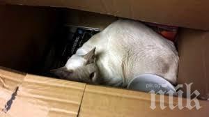 Разсеяна домакиня прати колет, а от вътре изскочи... котка