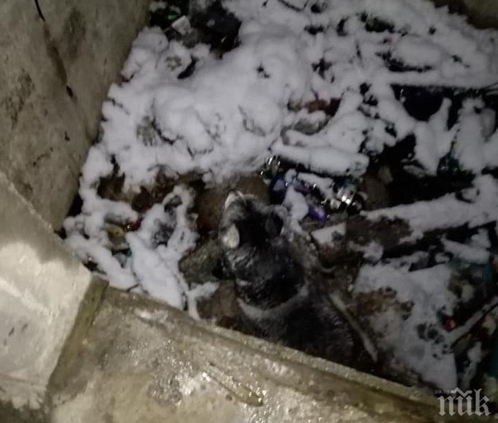 Хъски падна в асансьорна шахта в Благоевград