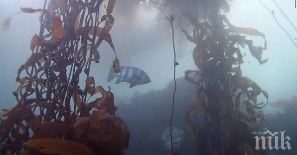 Японска риба измина 8000 км до Калифорния
