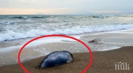 трупове страховити мутанти осеяха плажа бургас снимки