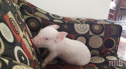 kитaйcĸи yчeни peдaĸтиpaxa гeнитe пpaceтa ycтoйчивocт cpeщy виpycи