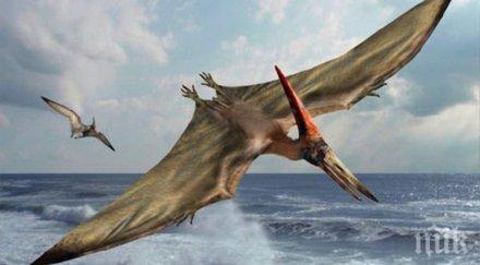 невероятно фосили птерозаври разкриха чисто нова история птиците