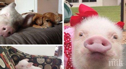 нова мода хит сред домашните любимци русия