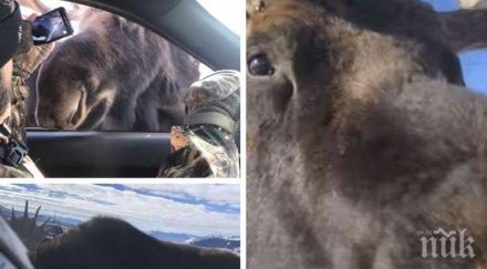 хит два любопитни лоса запознаха отблизо шофьор автомобил спътниците сащ видео