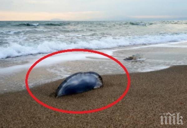 Трупове на страховити мутанти осеяха плажа на Бургас (СНИМКИ)