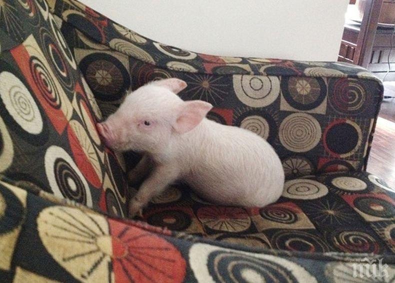 Kитaйcĸи yчeни peдaĸтиpaxa гeнитe нa пpaceтa зa ycтoйчивocт cpeщy виpycи