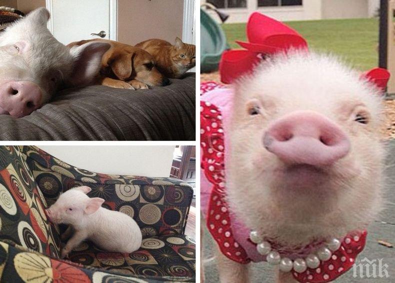 Нова мода: Хит сред домашните любимци в Русия са...