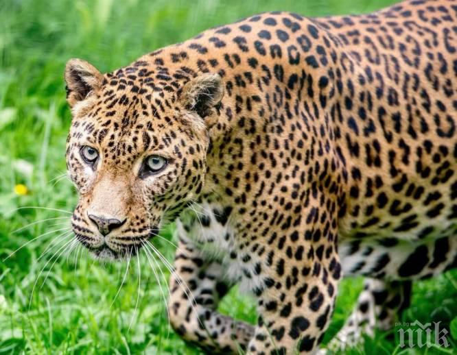 БЕЗСТРАШНА: Жена пребори с голи ръце разярен леопард