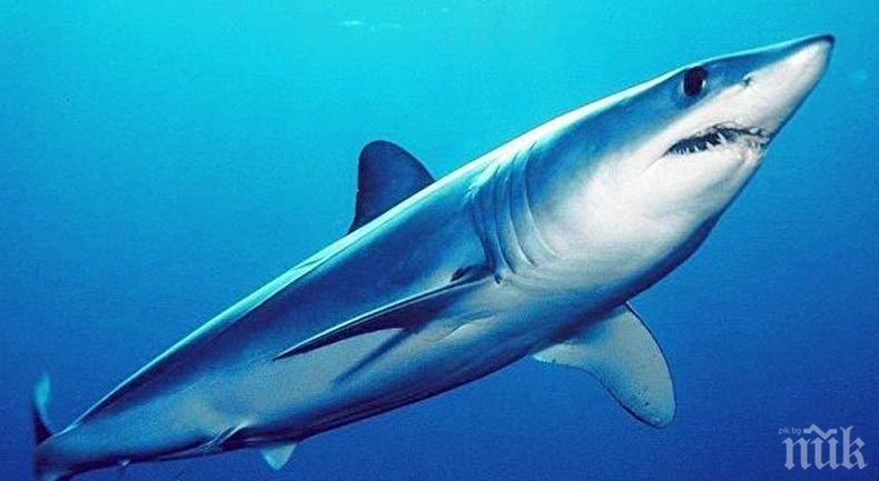 Подводен сблъсък: Рибар прогони с нож акула в Нова Зеландия