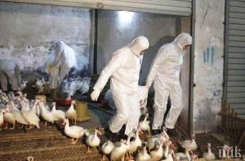 НАПАСТ: Откриха ​птичи грип във видинско село