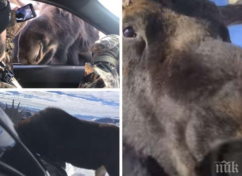 Хит: Два любопитни лоса „се запознаха” отблизо с шофьор на автомобил и спътниците му в САЩ (ВИДЕО)