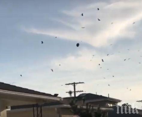 МИСТЕРИЯ: Ято гарвани кръжи край НЛО (ВИДЕО)