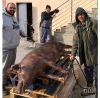 Най-голямата звезда на ЦСКА запразни с прасе